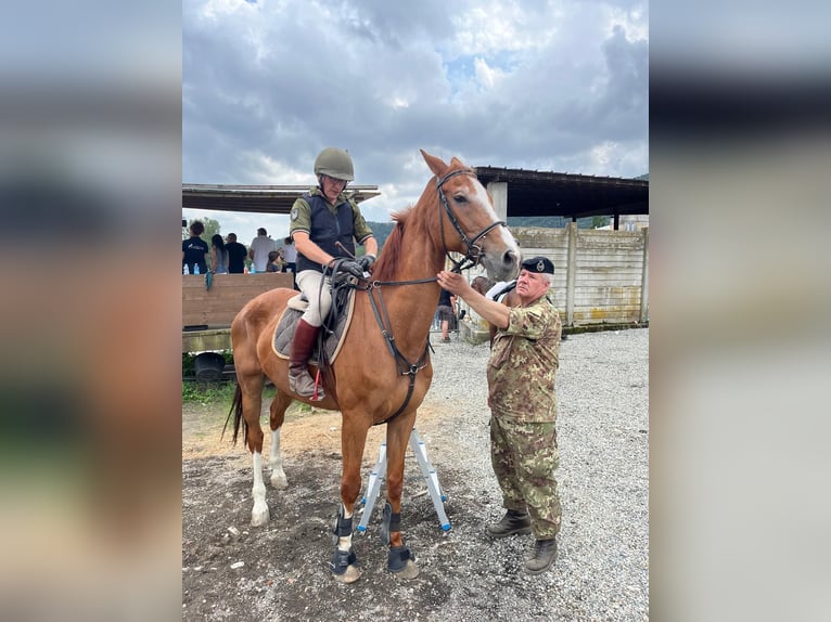 sangre caliente belga Caballo castrado 18 años 170 cm Ruano alazán in Avigliana torinese
