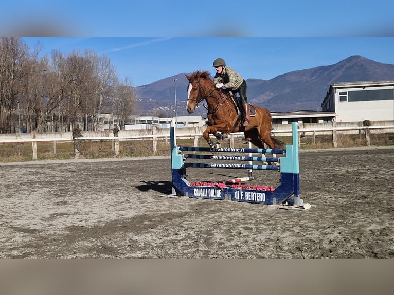 sangre caliente belga Caballo castrado 18 años 170 cm Ruano alazán in Avigliana torinese