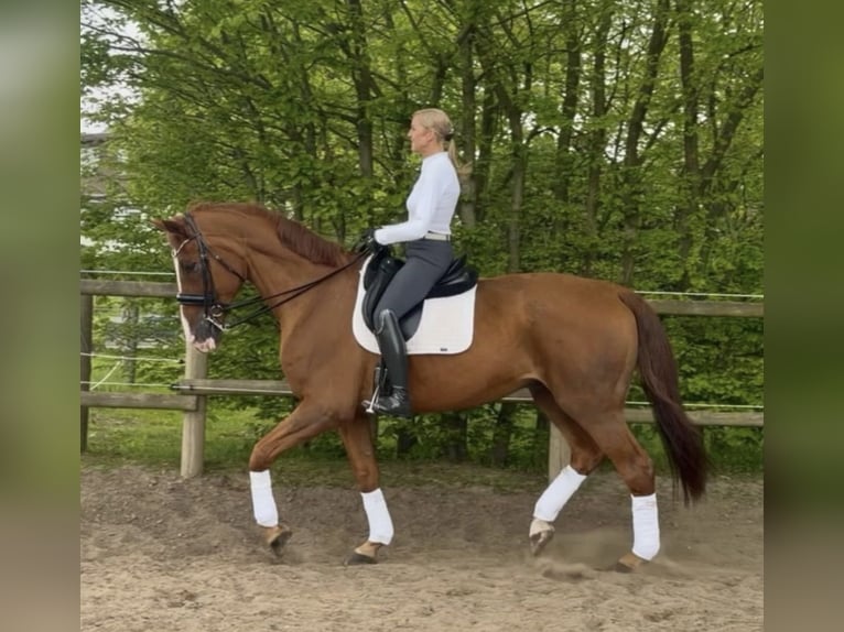 sangre caliente belga Caballo castrado 18 años 182 cm Alazán in Bündee