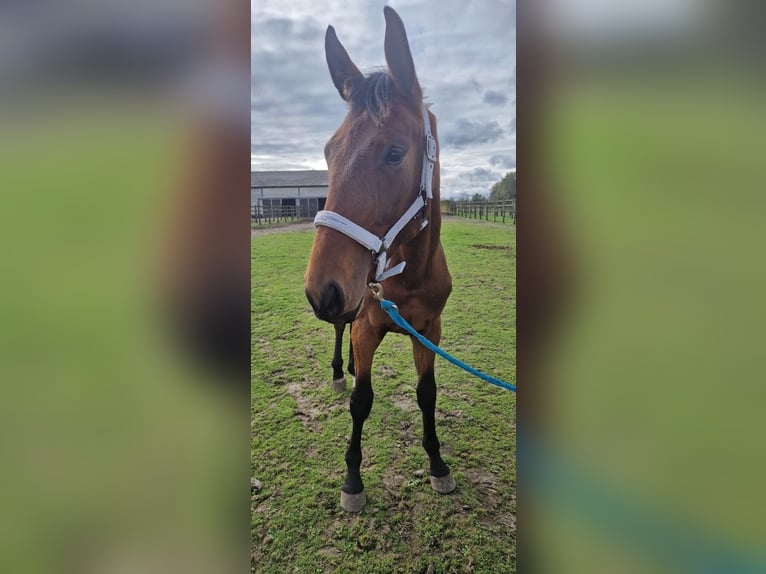 sangre caliente belga Caballo castrado 1 año 170 cm Castaño in Kalfort