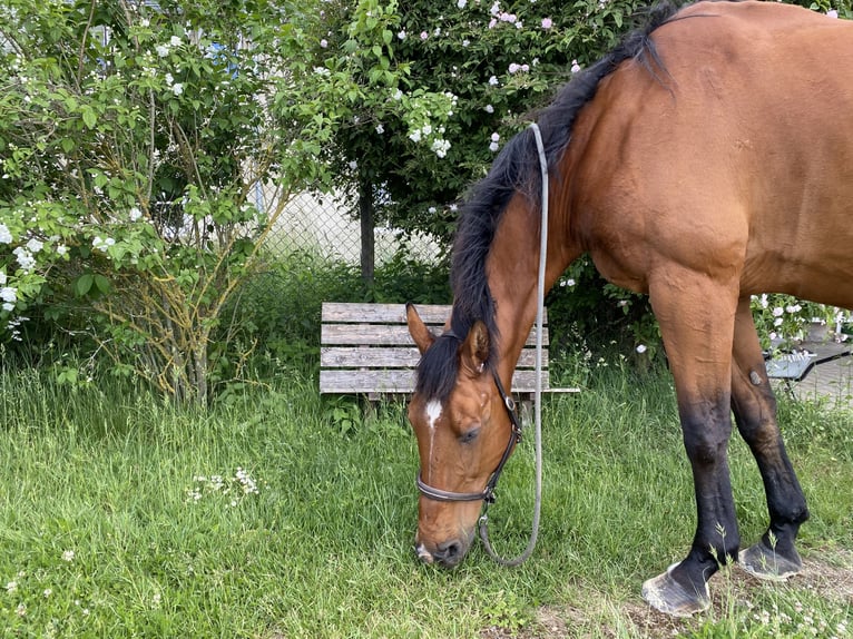 sangre caliente belga Caballo castrado 21 años 170 cm Castaño in Sinzig