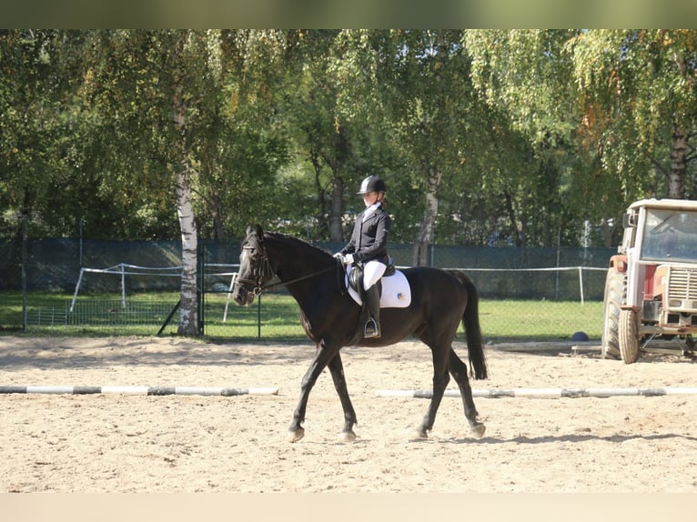 sangre caliente belga Caballo castrado 22 años 163 cm Negro in Neunkirchen