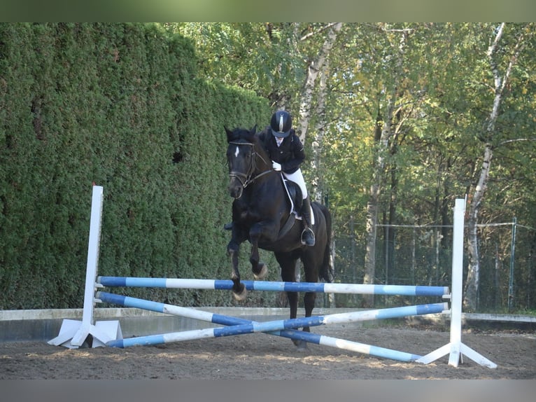 sangre caliente belga Caballo castrado 22 años 163 cm Negro in Neunkirchen