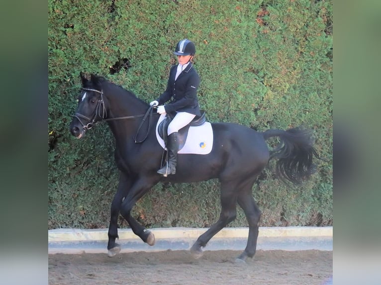 sangre caliente belga Caballo castrado 22 años 163 cm Negro in Neunkirchen