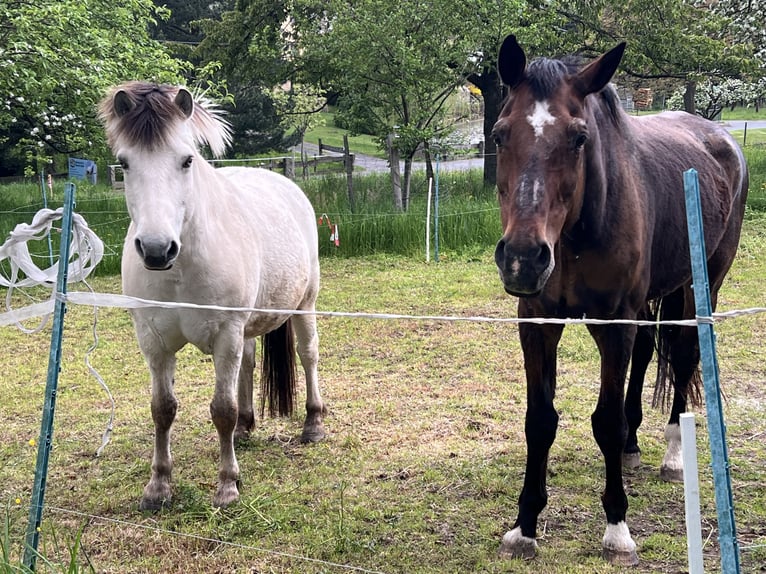 sangre caliente belga Caballo castrado 22 años 170 cm Castaño in Neustadt in Sachsen