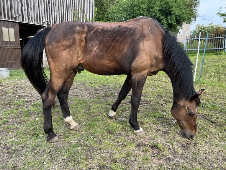 sangre caliente belga Caballo castrado 22 años 170 cm Castaño in Neustadt in Sachsen