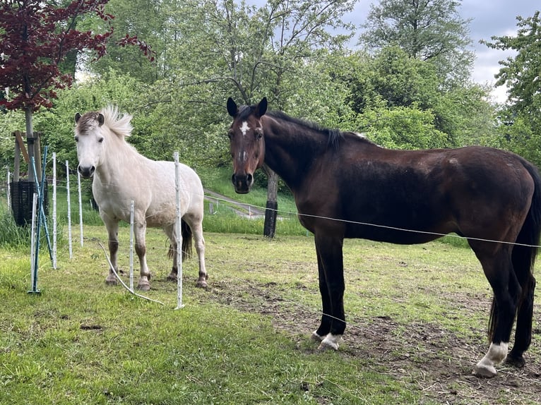sangre caliente belga Caballo castrado 22 años 170 cm Castaño in Neustadt in Sachsen