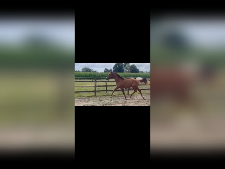 sangre caliente belga Caballo castrado 2 años Alazán in Knesselare