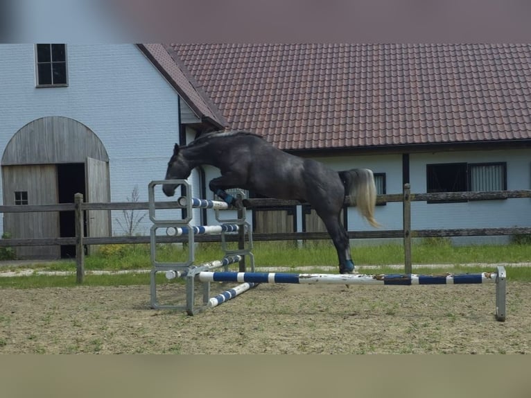 sangre caliente belga Caballo castrado 3 años 158 cm Tordo in Moerzeke