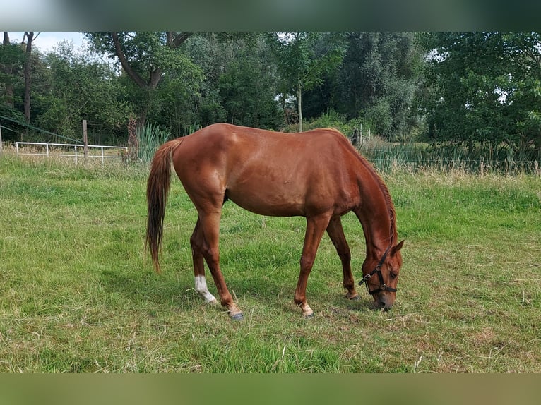 sangre caliente belga Caballo castrado 3 años 163 cm Alazán in Nazareth-De Pinte