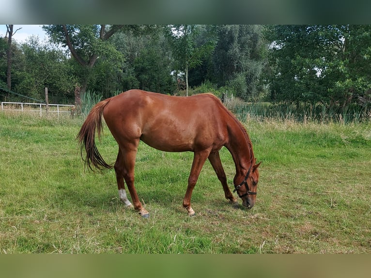 sangre caliente belga Caballo castrado 3 años 163 cm Alazán in Nazareth-De Pinte
