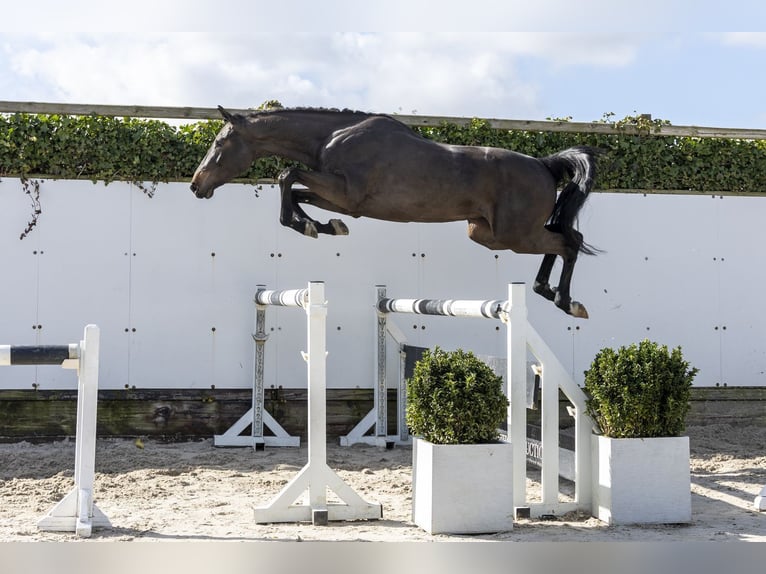 sangre caliente belga Caballo castrado 3 años 164 cm Castaño oscuro in Waddinxveen