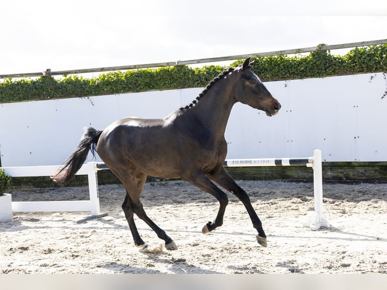 sangre caliente belga Caballo castrado 3 años 164 cm Castaño oscuro in Waddinxveen
