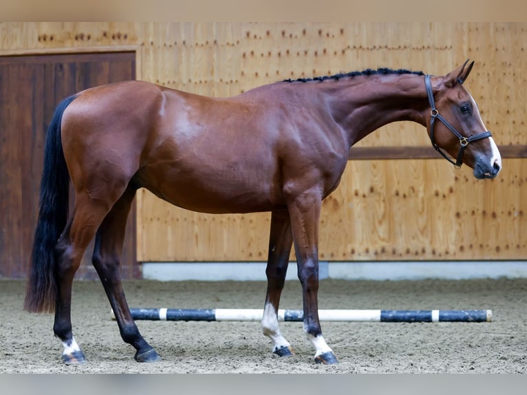 sangre caliente belga Caballo castrado 3 años 164 cm Castaño rojizo in Kinrooi