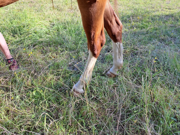sangre caliente belga Caballo castrado 3 años 165 cm Alazán in Semmerzake
