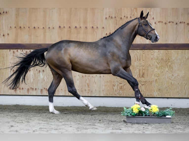 sangre caliente belga Caballo castrado 3 años 167 cm Castaño rojizo in Kinrooi