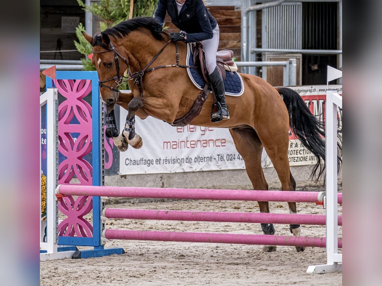 sangre caliente belga Caballo castrado 3 años 168 cm Castaño in Noville