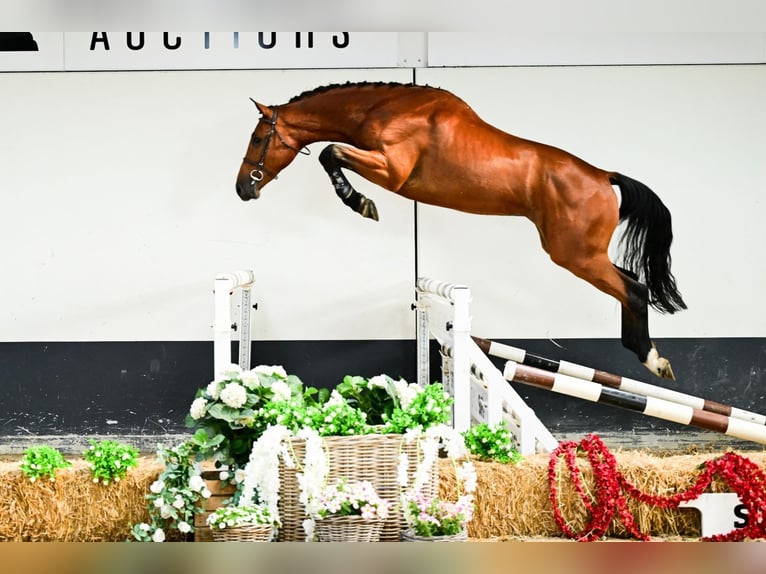 sangre caliente belga Caballo castrado 3 años 169 cm Castaño in Bladel