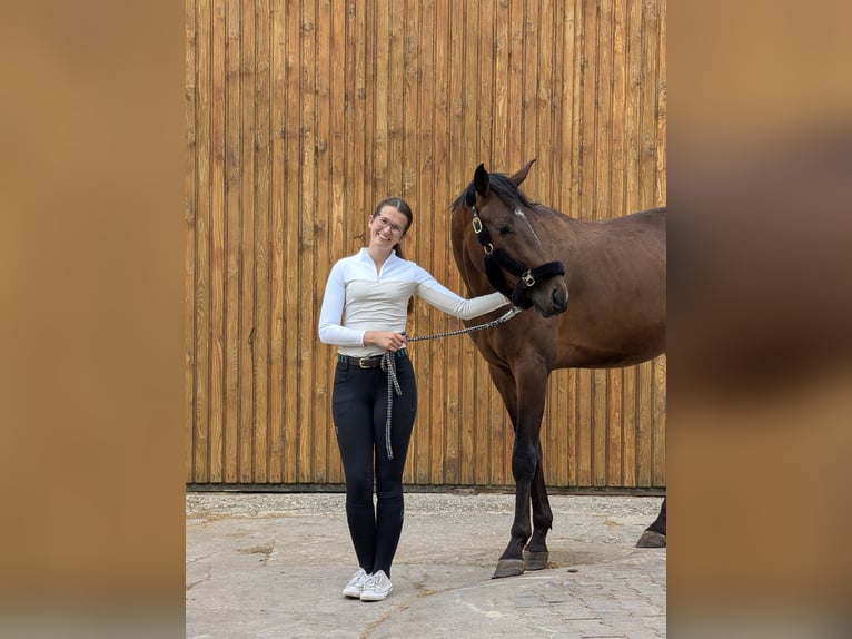 sangre caliente belga Caballo castrado 3 años 169 cm Castaño oscuro in Stolberg (Rheinland)
