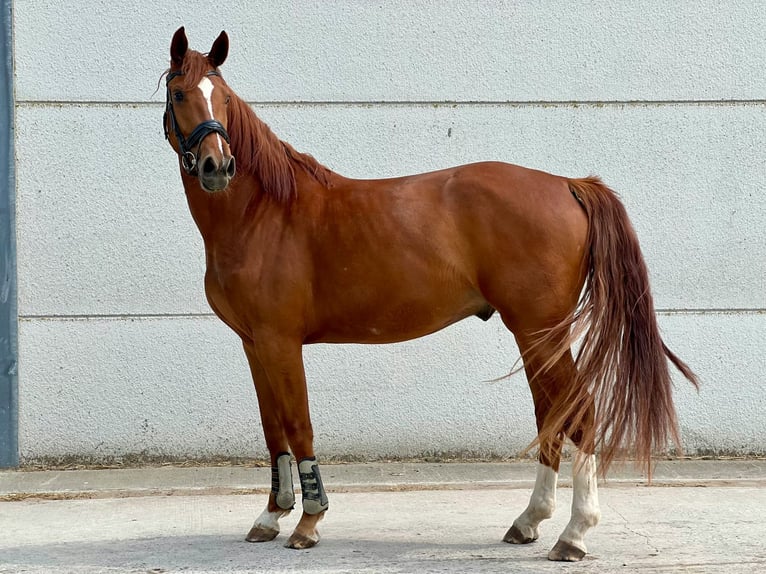 sangre caliente belga Caballo castrado 3 años 171 cm Alazán in GROTE-BROGEL