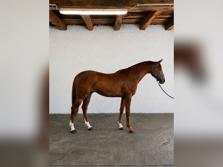 sangre caliente belga Caballo castrado 3 años 172 cm Alazán-tostado in Lendava
