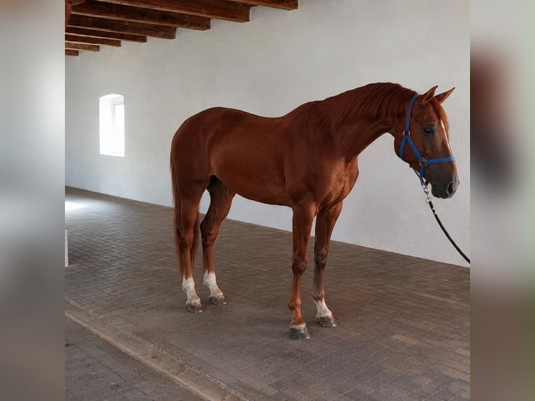 sangre caliente belga Caballo castrado 3 años 172 cm Alazán-tostado in Lendava/Lendva
