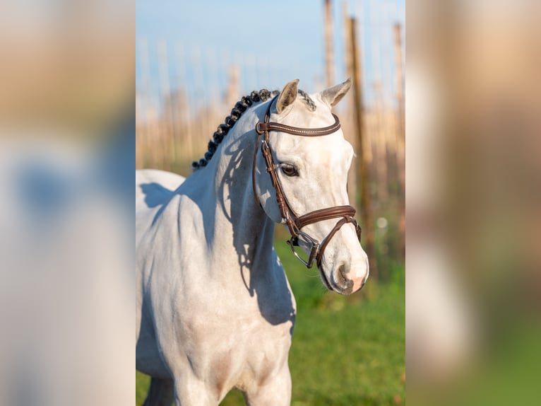 sangre caliente belga Caballo castrado 4 años 135 cm Tordo in Grote Brogel