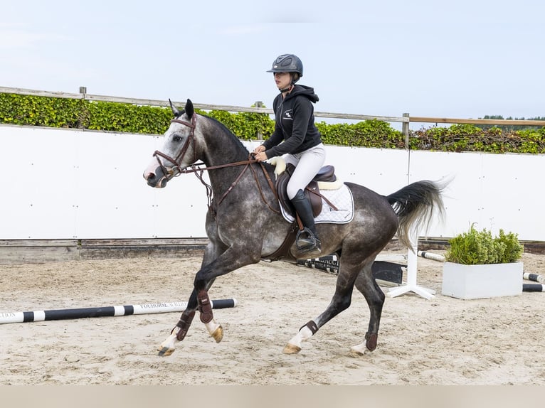 sangre caliente belga Caballo castrado 4 años 159 cm Tordo in Waddinxveen