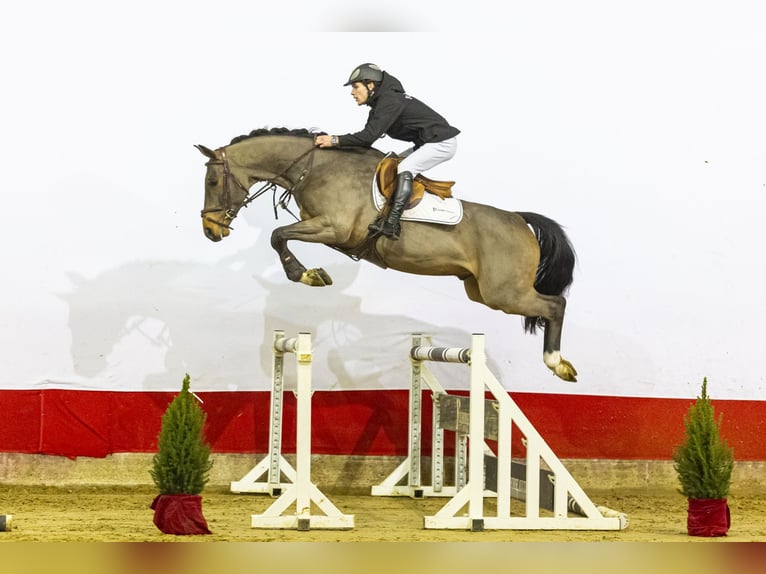 sangre caliente belga Caballo castrado 4 años 162 cm Castaño in Waddinxveen