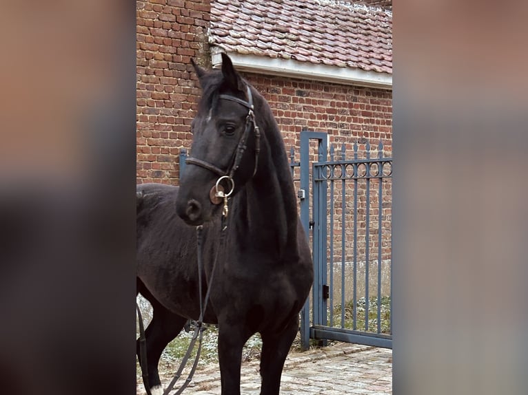 sangre caliente belga Caballo castrado 4 años 162 cm Negro in Denderhoutem