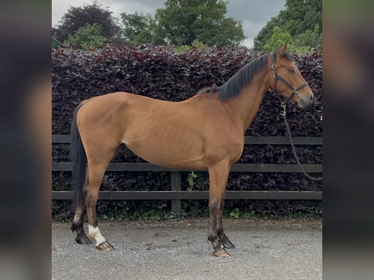 sangre caliente belga Caballo castrado 4 años 163 cm Castaño claro in Tipperary