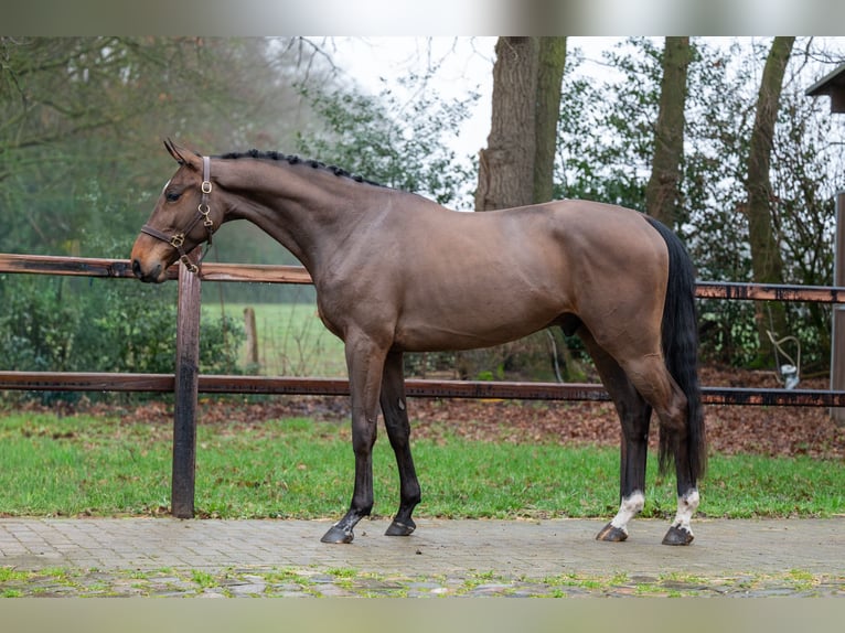 sangre caliente belga Caballo castrado 4 años 164 cm  in GROTE-BROGEL