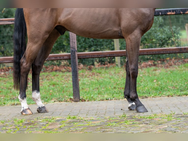 sangre caliente belga Caballo castrado 4 años 164 cm  in GROTE-BROGEL