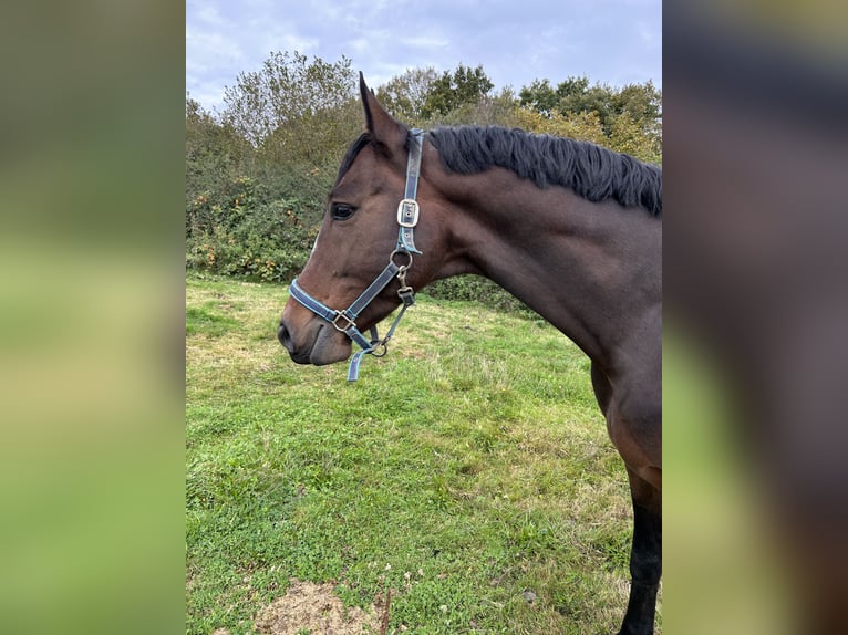 sangre caliente belga Caballo castrado 4 años 164 cm Castaño in Fintel