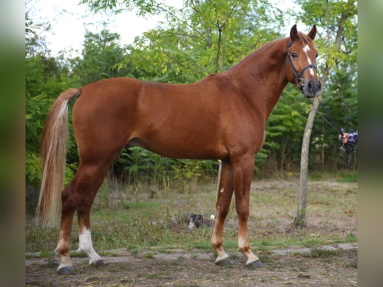 sangre caliente belga Caballo castrado 4 años 165 cm Alazán in Noville