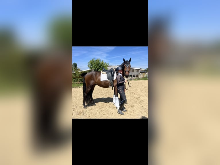 sangre caliente belga Caballo castrado 4 años 165 cm Castaño in Wommelgem