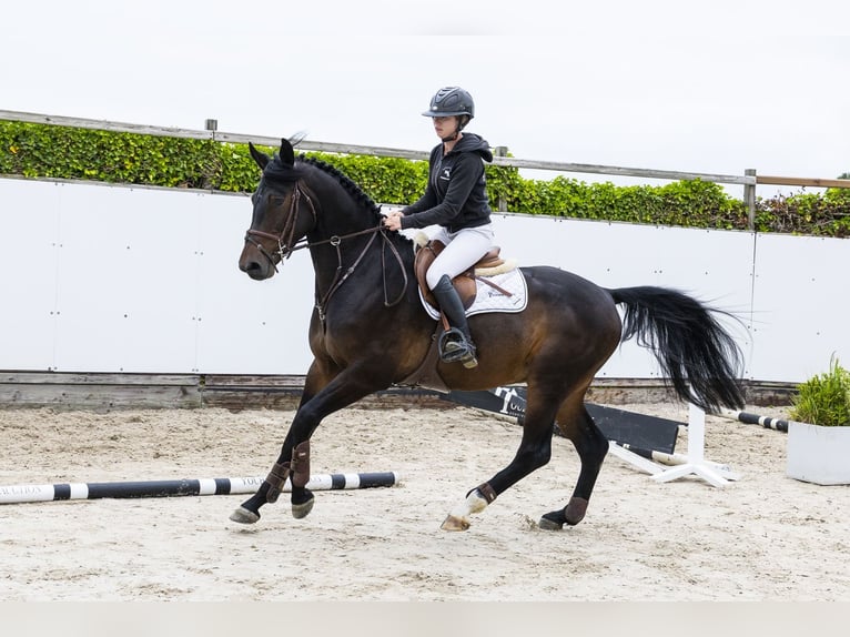 sangre caliente belga Caballo castrado 4 años 165 cm Castaño oscuro in Waddinxveen
