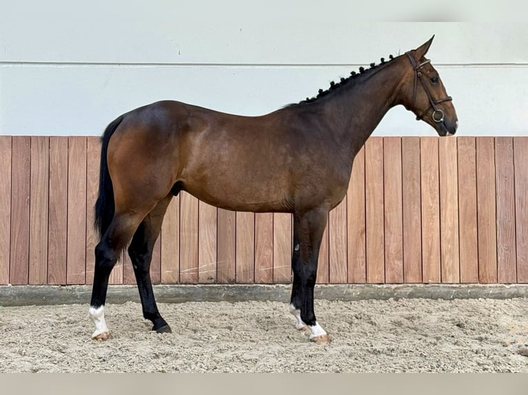 sangre caliente belga Caballo castrado 4 años 166 cm  in Bladel