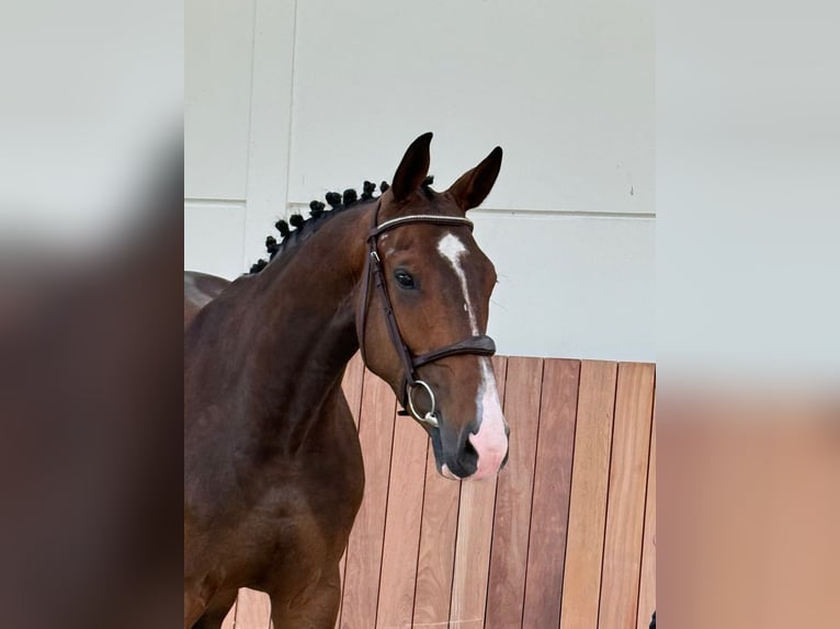 sangre caliente belga Caballo castrado 4 años 166 cm  in Bladel