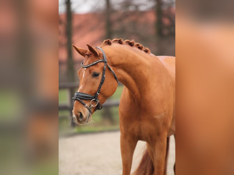 sangre caliente belga Caballo castrado 4 años 168 cm Alazán in Xanten