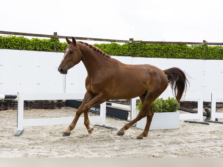 sangre caliente belga Caballo castrado 4 años 168 cm Alazán in Waddinxveen