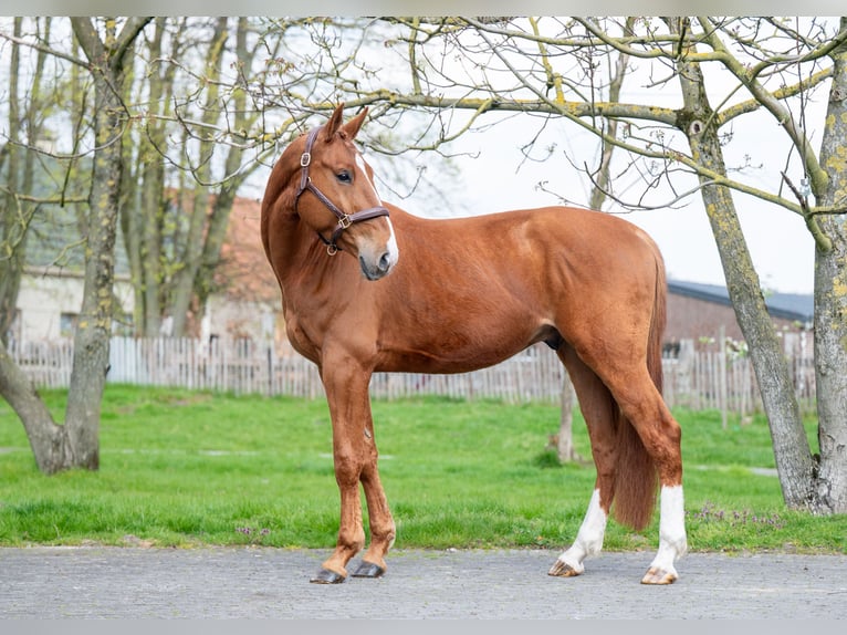 sangre caliente belga Caballo castrado 4 años 168 cm  in GROTE-BROGEL