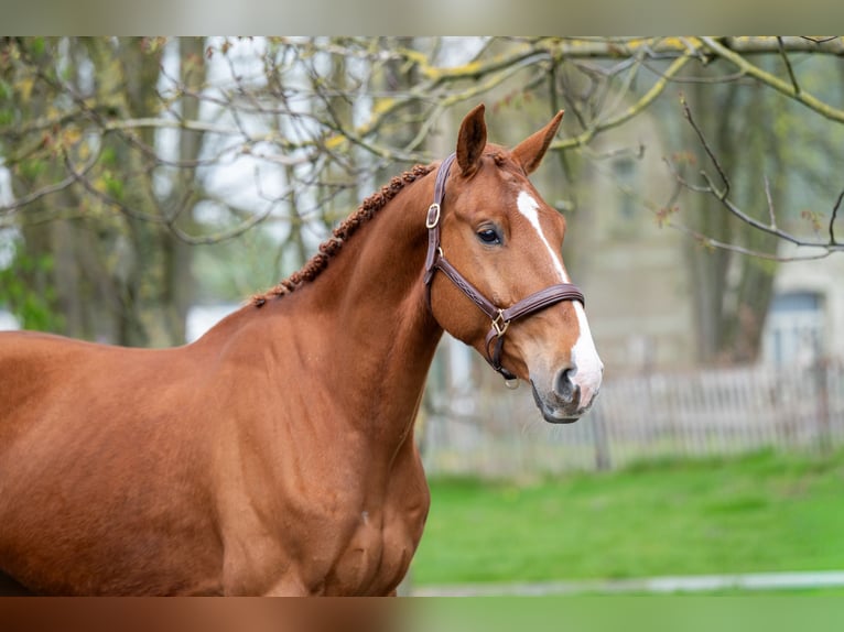 sangre caliente belga Caballo castrado 4 años 168 cm  in GROTE-BROGEL