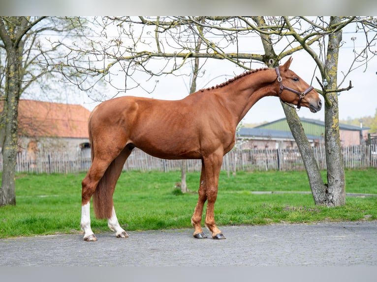 sangre caliente belga Caballo castrado 4 años 168 cm  in GROTE-BROGEL