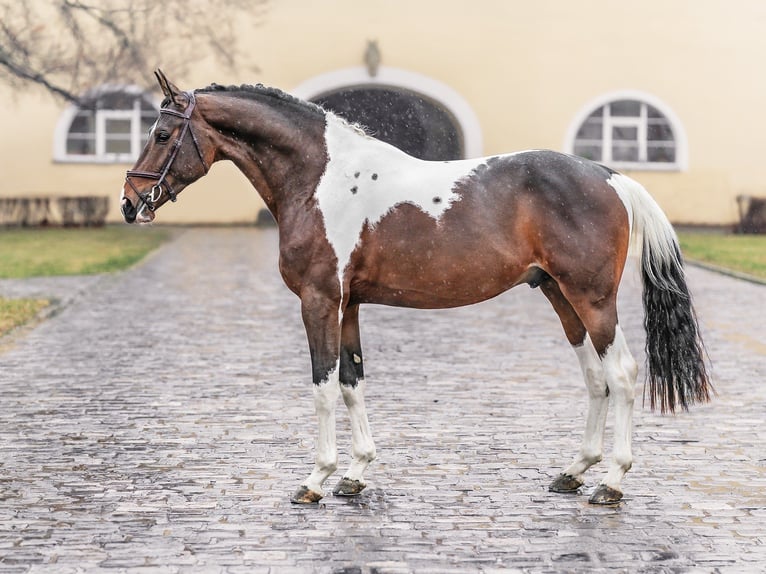 sangre caliente belga Caballo castrado 4 años 168 cm in Zduchovice