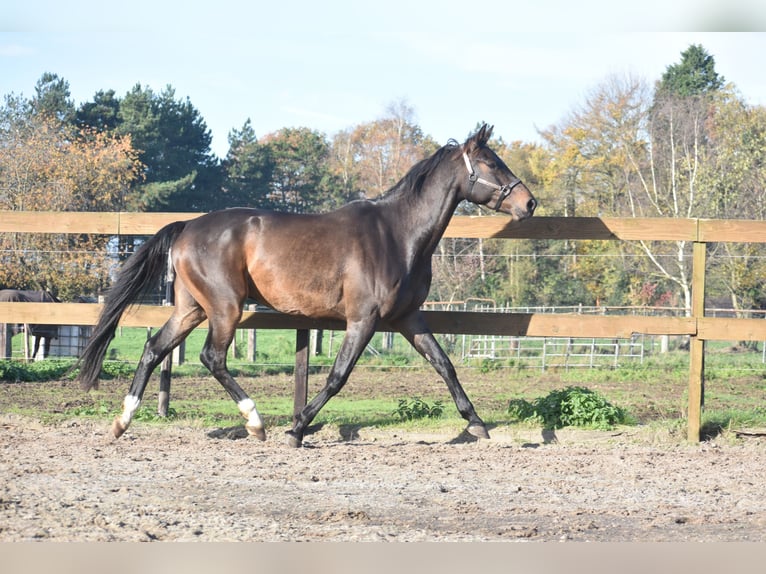 sangre caliente belga Caballo castrado 4 años 168 cm Castaño oscuro in Achtmaal