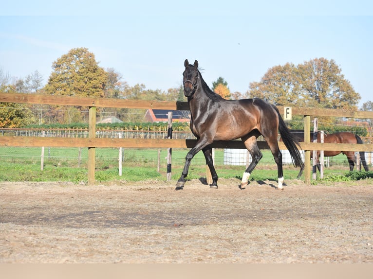 sangre caliente belga Caballo castrado 4 años 168 cm Castaño oscuro in Achtmaal