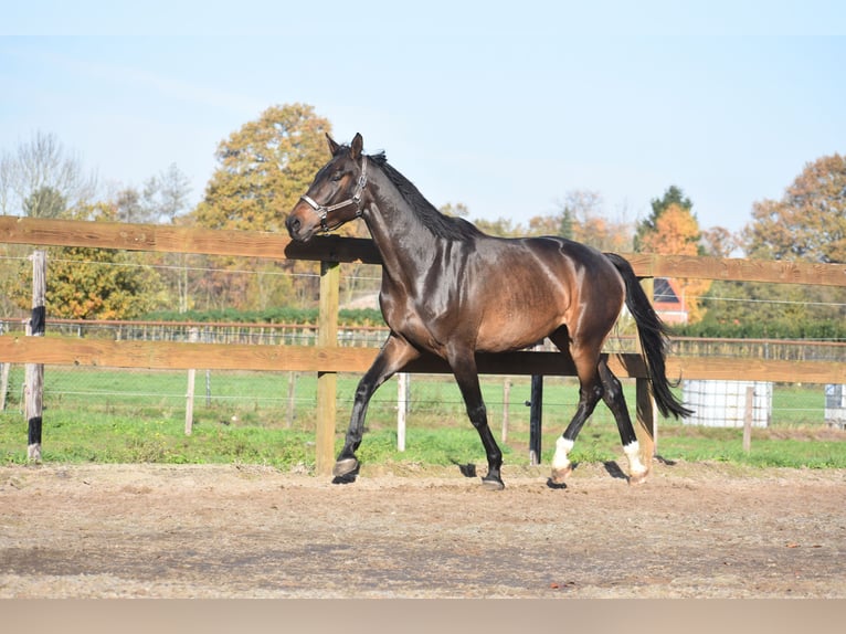sangre caliente belga Caballo castrado 4 años 168 cm Castaño oscuro in Achtmaal