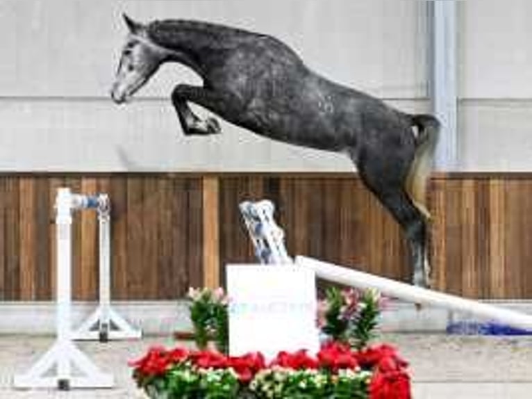 sangre caliente belga Caballo castrado 4 años 169 cm Tordo in Sint-Niklaas