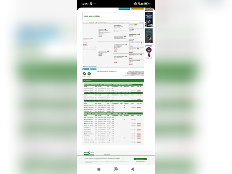 sangre caliente belga Caballo castrado 4 años 170 cm Alazán in Oberstadion
